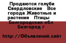 Продаются голуби Свердловские - Все города Животные и растения » Птицы   . Белгородская обл.,Белгород г.
